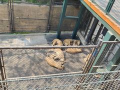 -大连森林动物园