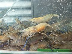 大頭蝦-旅南活海鲜-屏东(墾丁海鮮，海鮮餐廳，墾丁團體合菜，平價熱炒，墾丁熱炒店，活海鮮推薦，在地海鮮餐廳)