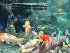 -上海海洋水族馆