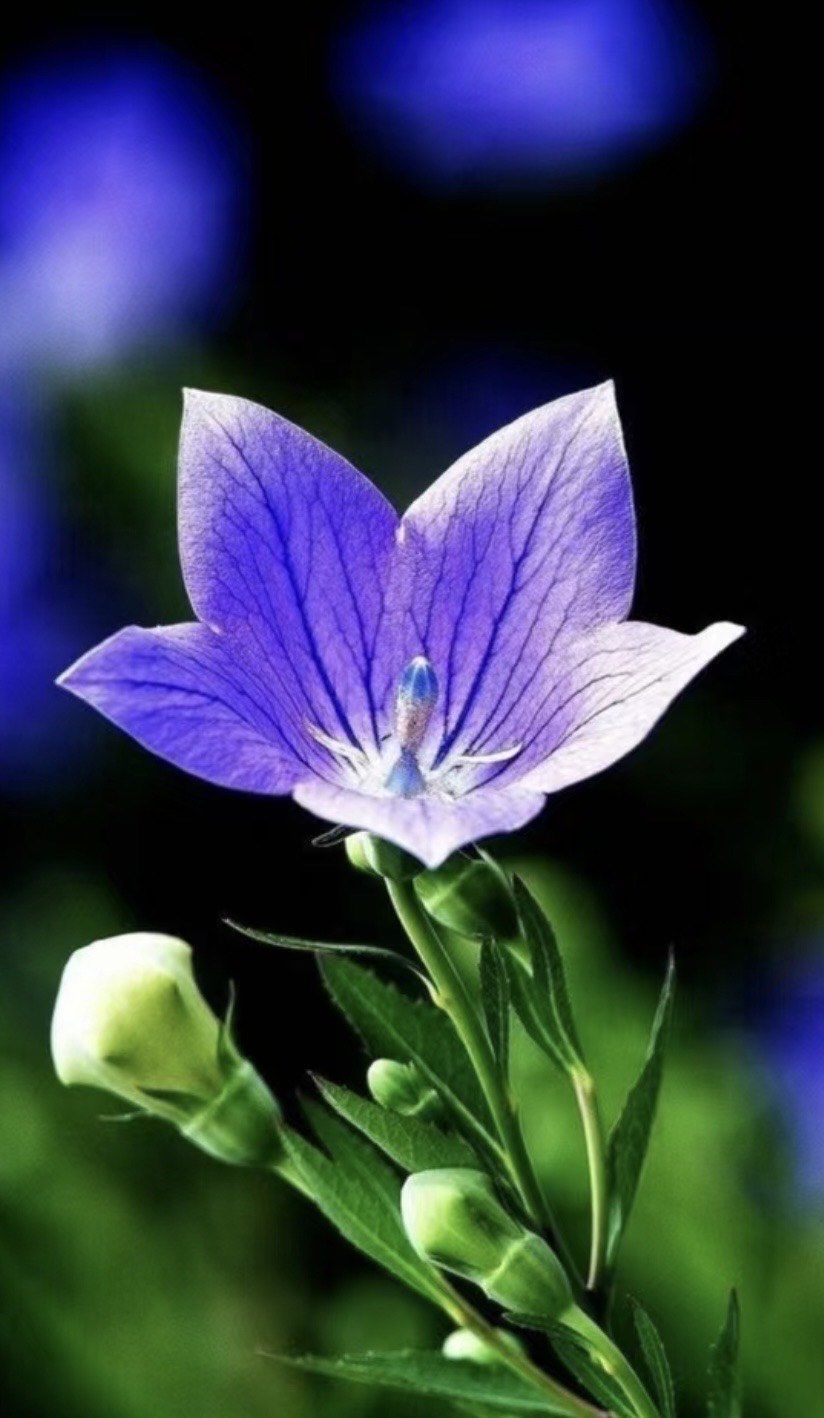 桔梗的得名与其根有关,李时珍曾言:此草之根结实而耿直