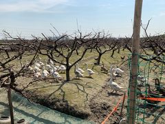 -樂桃源奉贤黄桃种植采摘基地