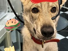 -Oh My Dog宠物沙龙(伊珊娜皮毛护理店)