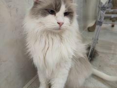 伊丽莎白-共舞时光猫咖·狗咖(新街口店)