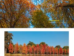 -中国科学院华南植物园