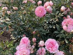 -人民公园(罗湖区)