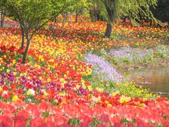 -泗洪洪泽湖湿地景区