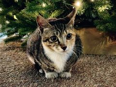 -小南洋海景餐厅(深圳湾店)