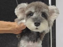 -翊宠yipet猫狗购宠庄园犬舍•猫舍