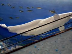 -芜湖新华联大白鲸海洋公园