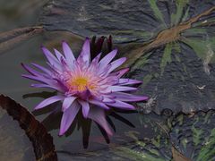 -中国科学院西双版纳热带植物园