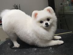 -Oh My Dog宠物沙龙(伊珊娜皮毛护理店)