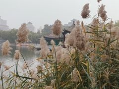 -莲花池公园