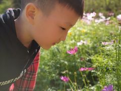 -丹樱生态园
