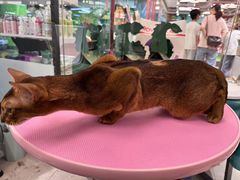 -FAELING PETS美天灵宠物(合生汇店)