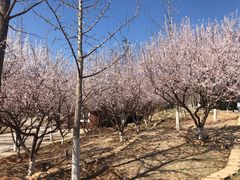 -永定河休闲森林公园
