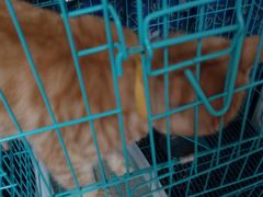 宠物猫-胡椒猪肚汤(康王店)