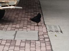 -广西大学(大学东路校区)