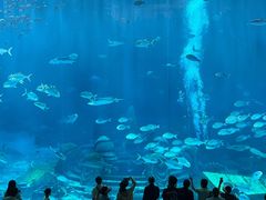 -亚特兰蒂斯•OSSIANO奥西亚诺海底餐厅