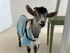 -怪兽屋·羊驼·猫咖·狗咖(俊华广场店)