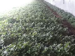 -大自然农场蔬菜草莓采摘园