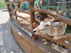 -鄂尔多斯野生动物园