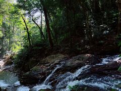 -莫里热带雨林景区