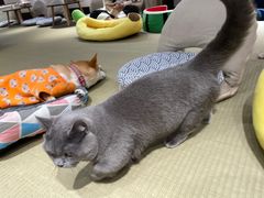 -逗柴咖啡屋·狗咖猫咖宠物桌游