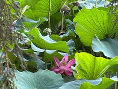 -莲池书院博物馆