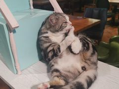 -猫小院猫主题餐厅(三里屯店)