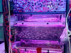 -中环花鸟鱼虫市场