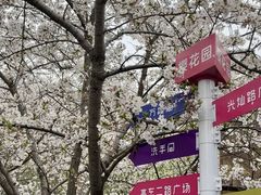 -高东镇樱花园