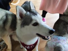 -Husky Go! 哈士奇体验馆·宠物咖啡厅狗咖