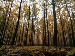 android_upload_pic-汉景帝阳陵博物院