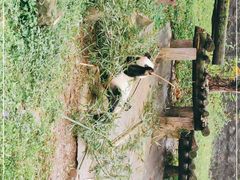 -都江堰中华大熊猫苑