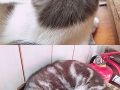 -海边的猫和咖啡馆