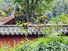 -黔灵山公园