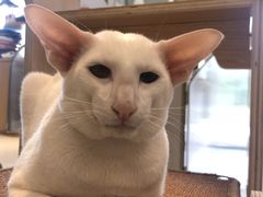 -飞行喵MR PILOT|猫舍·猫咖(静安大融城店)