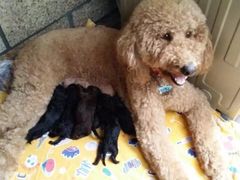 -Oh My Dog宠物沙龙(伊珊娜皮毛护理店)