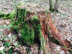 -五营红松林海景区