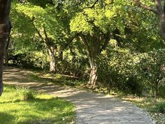 -昆山城市生态森林公园