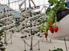 -建德果蔬乐园绪塘草莓基地