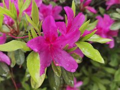 -铁山坪森林公园