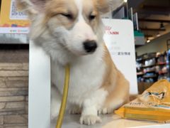 -宠颐生斯嘉宠物医院·急重症·心内科(谷阳北路分院)