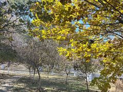 -长白岛森林公园