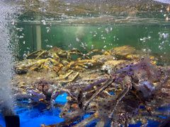 鲜活帝王蟹-蟹之国·精品蟹料理(极地店)