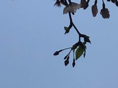 -高东镇樱花园