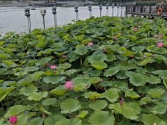 -葛仙湖公园