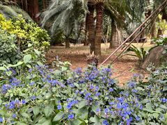 -深圳仙湖植物园