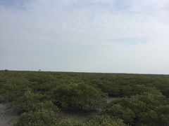 -北海金海湾红树林生态旅游区