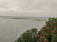 -阳澄湖半岛旅游度假区